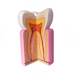 pedodoncja endodoncja